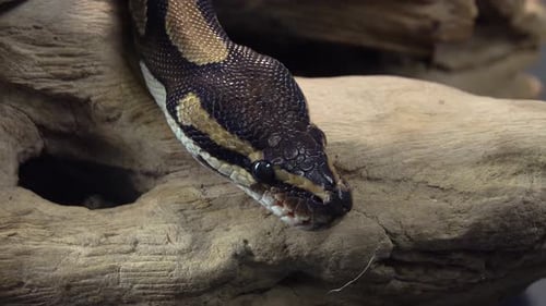 Python real o Python Regius sobre un enganche de madera sobre fondo negro. De cerca