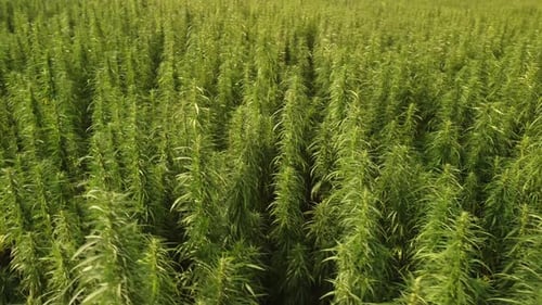 Aerial View of Large Cannabis Marijuana Fields at Sunset