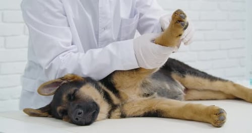 Male Veterinarian Examining Paw of Sleepy Puppy at Clinic