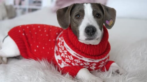 Close Up of Small Dog on White Bed in Red Sweater