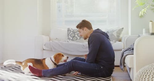 Man Playing with Beagle Dog in Sunny Living Room