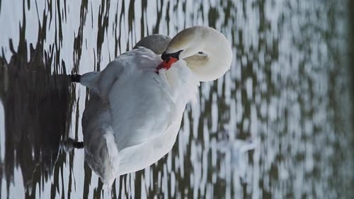 Vertical wildlife animal video of Swans (cygnus) on a lake, swimming in the water, British birds in