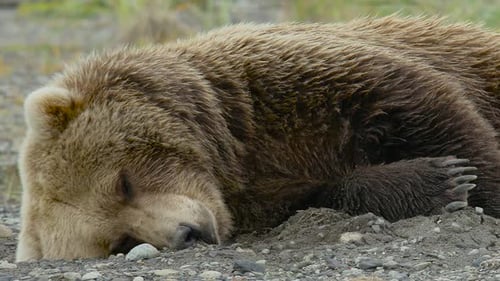 Grizzly Bear Sleeping on the Ground