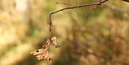 Faded Autumn Leaves