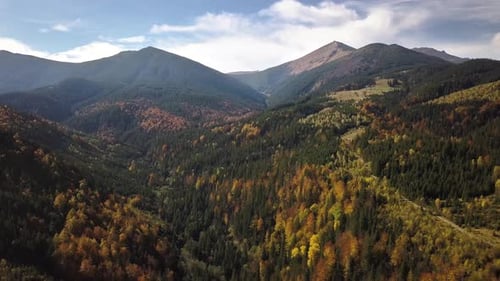 Aerial view of autumn mountain landscape with evergreen pine trees and yellow fall forest with