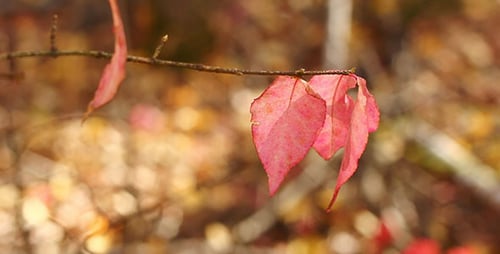 Rote Herbstblätter