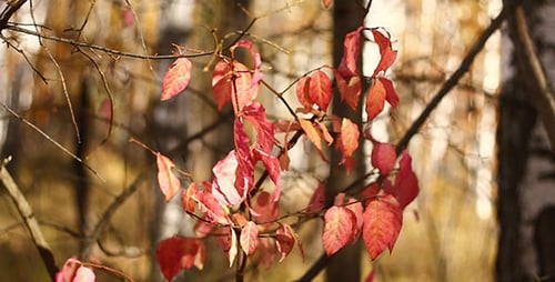 Rote Herbstblätter 3
