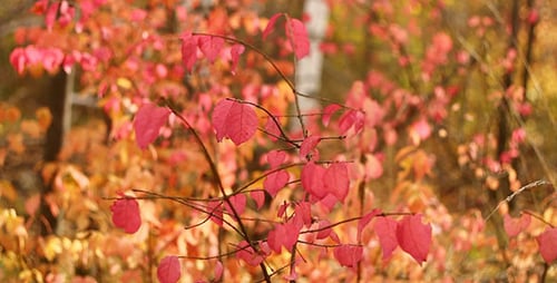 Feuilles d'automne rouges 4