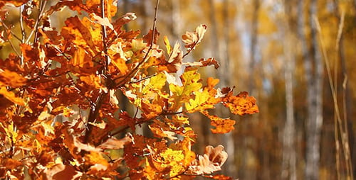 Yellow Autumn Leaves