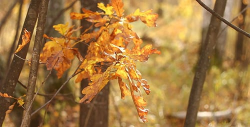 Close-Up of Yellow Leaves in Autumn Forest