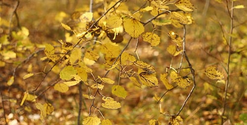 Yellow Autumn Leaves 4