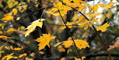 Autumn Leaves Rustling In The Wind 6