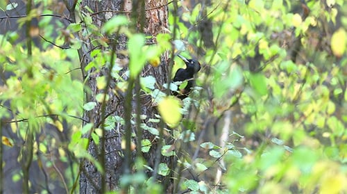 Black Woodpecker