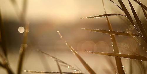 Golden Grass with Dew in the Morning Sun