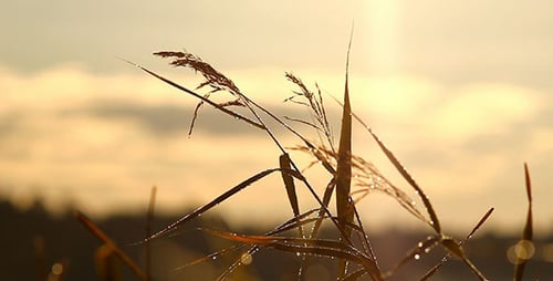 Grass with Dewdrops at Sunrise