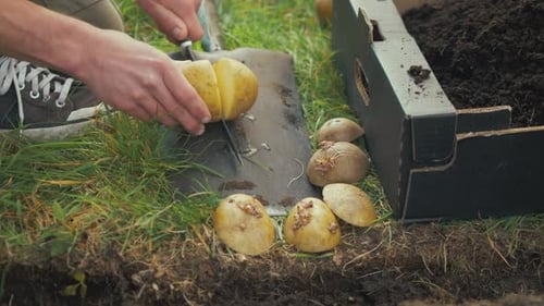 Person Cutting Potatoes on Shovel Outdoors