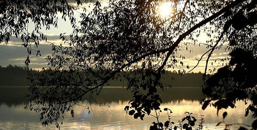 Shining Sun Through Leaves And Lake