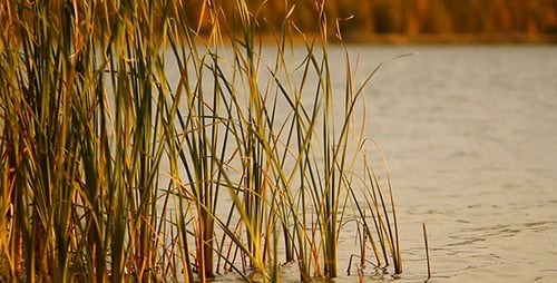 Yellow Grass And Lake