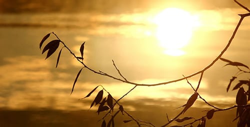 Ast und Spiegelung der strahlenden Sonne