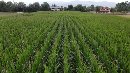 Corn Field