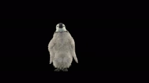 Pinguin tanzen 4K