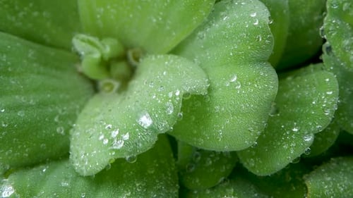 Water Drops on Plant Leaves. From Above Closeup Leaves of Green Plant with Drops of Clean Fresh