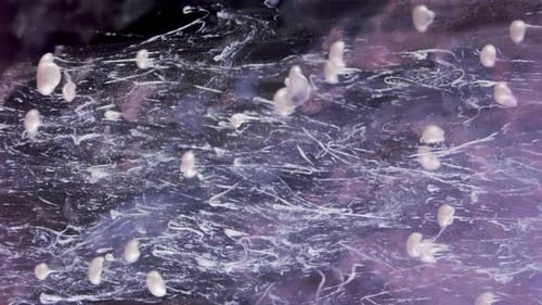 Pearl-like Particles Swirling in Ethereal Cloud