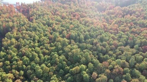 Autumn forest
