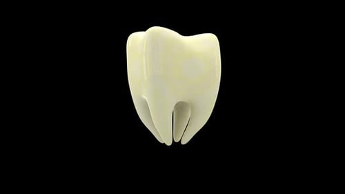 3D Human Tooth Anatomy Rotation on Black