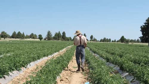 Man Inspecting Tomato Seedlings