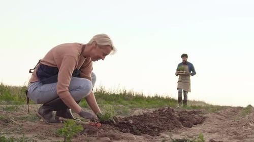 Seasonal Workers Planting Seedling in the Field