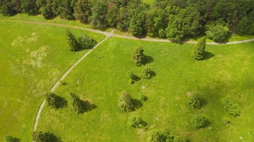 Forward Aerial Over Green Meadows and Pine Trees Along Hiking Path
