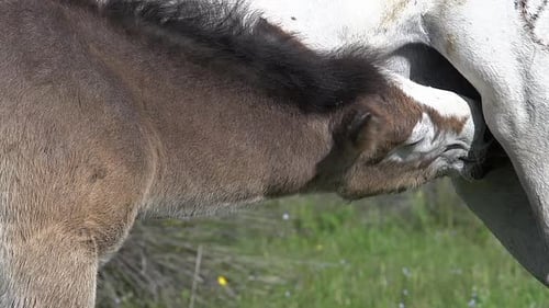 Foal Nursing from Mother in Green Pasture