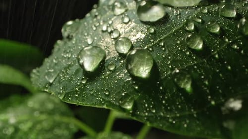 Raindrops falling on a vibrant green leaf