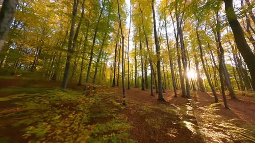 Smooth Flight Between Trees in a Fabulous Autumn Forest at Sunset