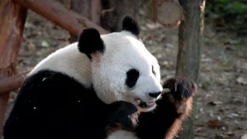 Panda Eats Bamboo in Natural Habitat