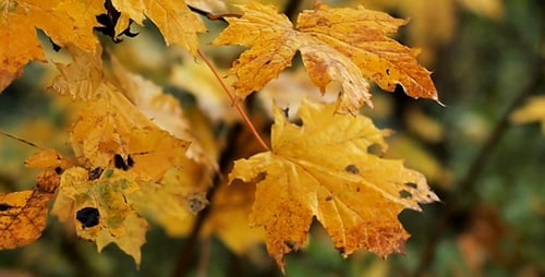 Autumn Leaves Gently Blowing on a Tree