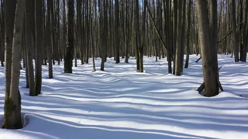 Flying in winter forest covered with fresh snow between trees.