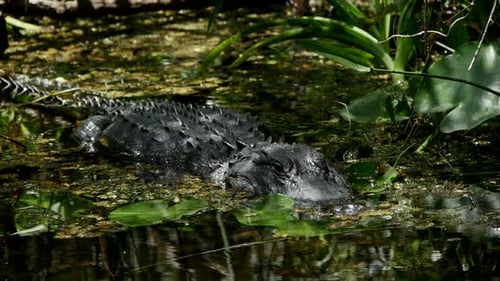 Alligator Lounging Peacefully in a Tropical Swamp