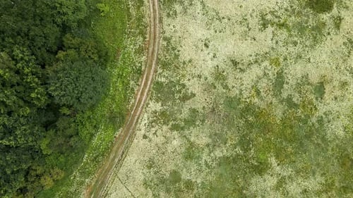 Drone aerial view white flower blooming meadow, in countryside