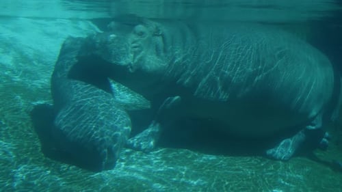Hippo