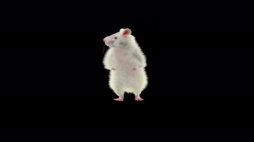 Realistic White Rat Standing on Hind Legs with Alpha Channel
