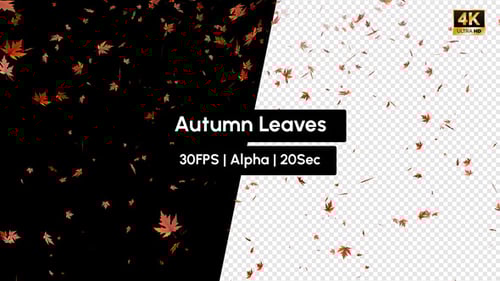 Autumn Leaves Falling with Alpha