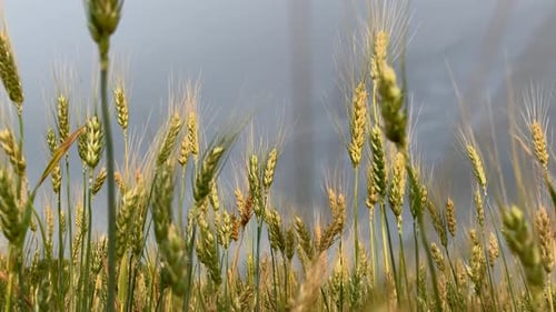 Ährchen Weizen auf einem großen Feld an bewölktem Sommertag.