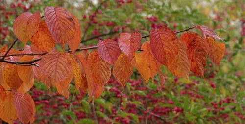 Goldener Herbst