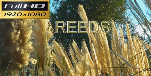 Pampas Grass Blowing Gently in the Wind