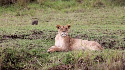 Lioness Resting on Grassy Plain