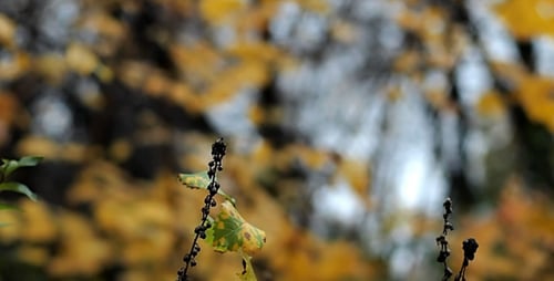 Feuilles d'automne bruissant dans le vent (Bokeh)