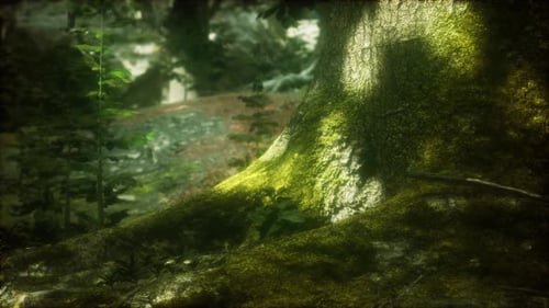 Tree with Moss on Roots in a Green Forest
