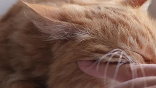 Loving Hand Petting Adorable Ginger Cat Relaxing
